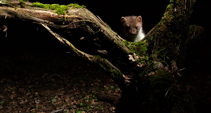 Los ganadores del concurso de fotografía ‘Invierno en el Sistema Ibérico Sur’ ponen en valor  la diversidad del territorio