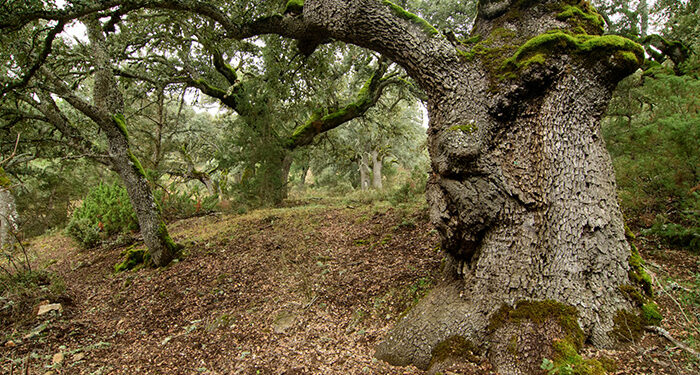 Los ganadores del concurso de fotografía ‘Invierno en el Sistema Ibérico Sur’ ponen en valor  la diversidad del territorio