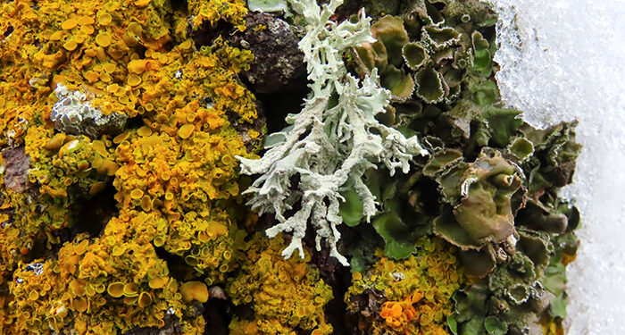 Los ganadores del concurso de fotografía ‘Invierno en el Sistema Ibérico Sur’ ponen en valor  la diversidad del territorio