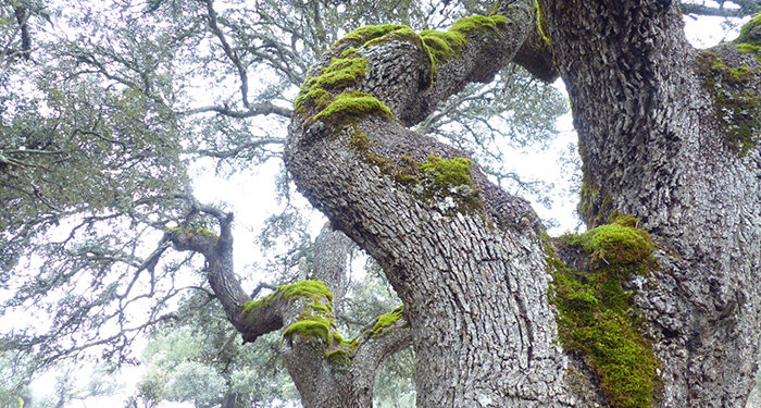 Los ganadores del concurso de fotografía ‘Invierno en el Sistema Ibérico Sur’ ponen en valor  la diversidad del territorio