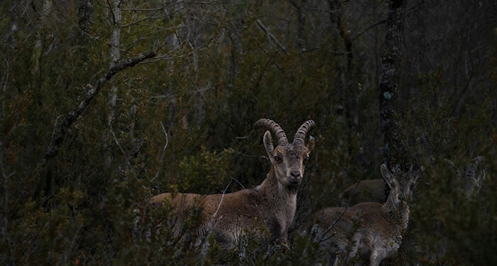 Los ganadores del concurso de fotografía ‘Invierno en el Sistema Ibérico Sur’ ponen en valor  la diversidad del territorio