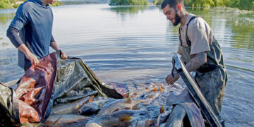 El Partido Animalista pide responsabilidades a la CHT por la muerte masiva de peces tras el cierre de la conexión entre los embalses de Entrepeñas y Buendía