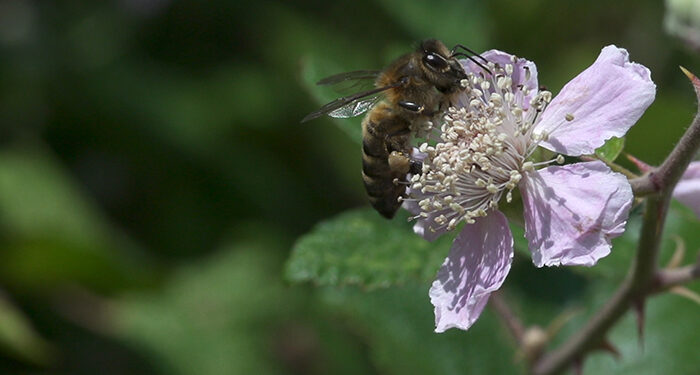 Esparvel denuncia el uso indiscriminado de herbicidas por las administraciones públicas en Castilla-La Mancha en vísperas del Día Mundial de las Abejas