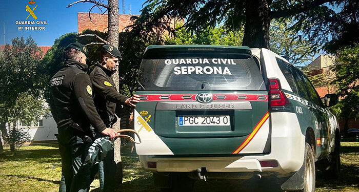 La Guardia Civil investiga a un joven de 20 años por un delito de caza ilegal en la Alcarria conquense y decomisa 18 trofeos de caza mayor 1 Guardia Civil