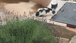 La Diputación de Cuenca incrementa en un 92 por ciento los municipios participantes en el programa de control de colonias felinas