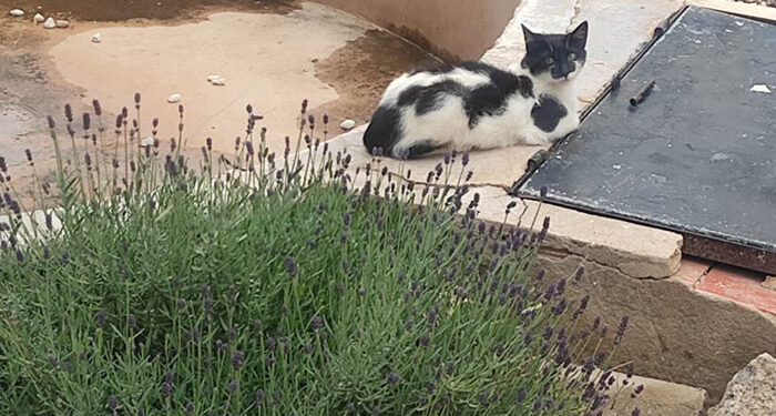 La Diputación de Cuenca incrementa en un 92 por ciento los municipios participantes en el programa de control de colonias felinas