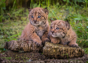 La población de linces ibéricos creció un 19% en 2024 respecto al año anterior