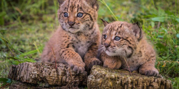 La población de linces ibéricos creció un 19% en 2024 respecto al año anterior