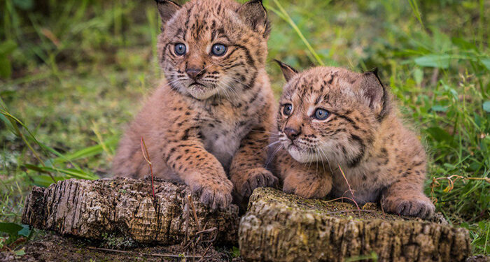 La población de linces ibéricos creció un 19% en 2024 respecto al año anterior