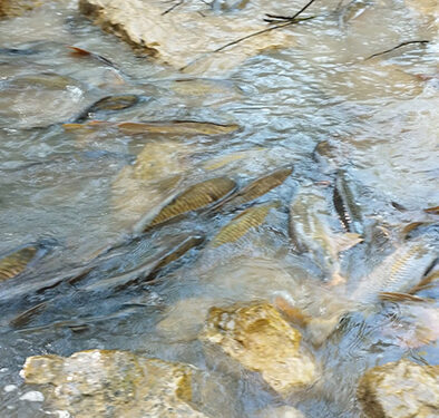 Miles de carpas condenadas a morir en el canal de Entrepeñas a Buendía 1 Miles de carpas condenadas a morir en el canal de Entrepeñas a Buendía