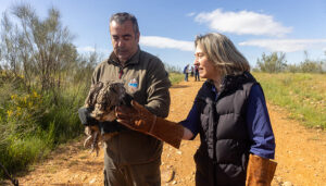 Reintroducido en su medio natural, en Usanos, un búho real atendido en el Centro de Recuperación de Fauna Silvestre