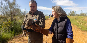 Reintroducido en su medio natural, en Usanos, un búho real atendido en el Centro de Recuperación de Fauna Silvestre