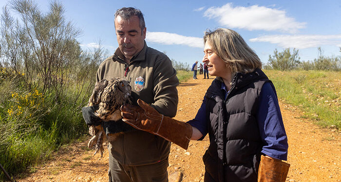 Reintroducido en su medio natural, en Usanos, un búho real atendido en el Centro de Recuperación de Fauna Silvestre 1 Reintroducido en su medio natural, en Usanos, un búho real atendido en el Centro de Recuperación de Fauna Silvestre