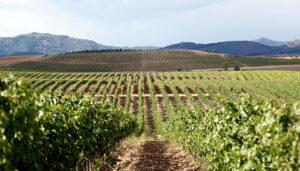 Río Negro ya es Denominación de Origen Cogolludo entra en la élite del vino europeo