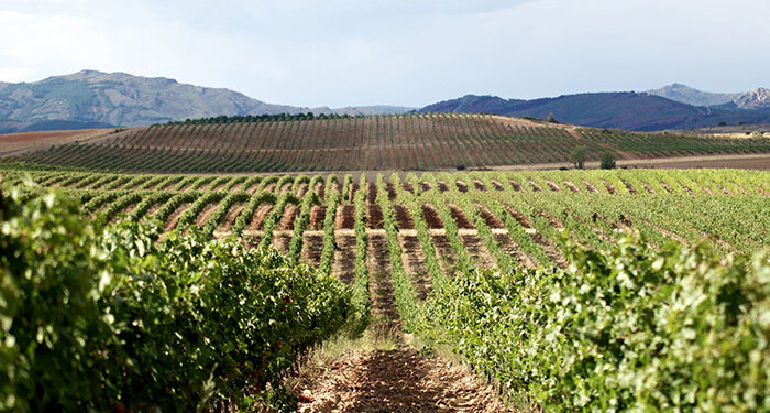 Río Negro ya es Denominación de Origen Cogolludo entra en la élite del vino europeo