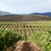 Río Negro ya es Denominación de Origen Cogolludo entra en la élite del vino europeo