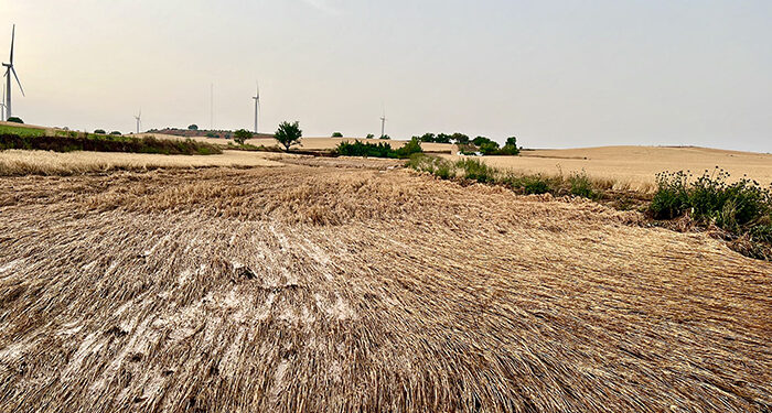 Asaja Cuenca exige a Agroseguro peritaciones ajustadas a las producciones aseguradas