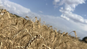 El PSOE de Cuenca valora de forma muy positiva el aumento de exportaciones de productos conquenses en más de un 13% 2 Cebada