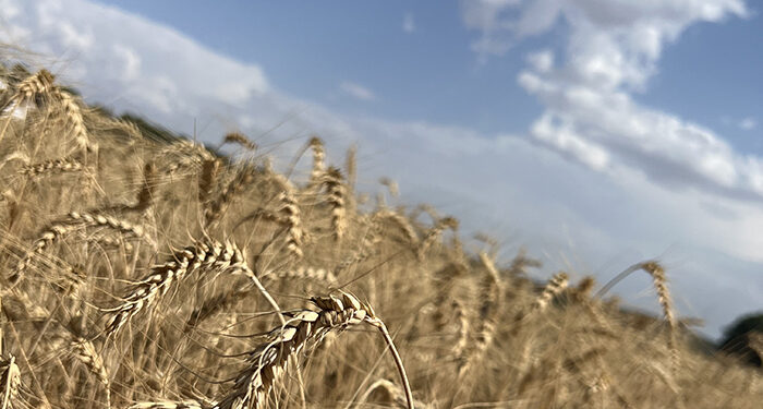 El PSOE de Cuenca valora de forma muy positiva el aumento de exportaciones de productos conquenses en más de un 13% 1 Cebada