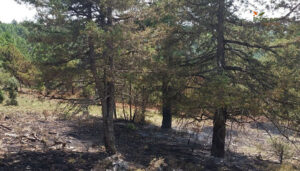 Controlado un incendio forestal en La Cierva 2 Controlado un incendio forestal en La Cierva