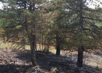 Controlado un incendio forestal en La Cierva