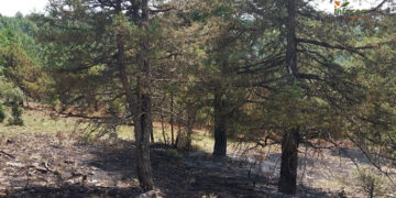 Controlado un incendio forestal en La Cierva