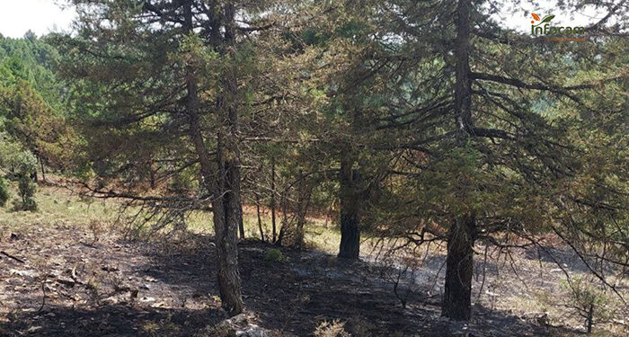 Controlado un incendio forestal en La Cierva 1 Controlado un incendio forestal en La Cierva