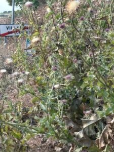 El PP denuncia la “desidia” de Junta y Diputación de Cuenca en la limpieza de las cunetas de la mayoría de las carreteras “son un peligro para circular y potenciales focos de incendios”