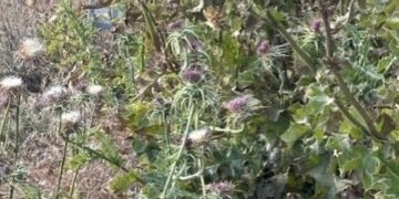 El PP denuncia la “desidia” de Junta y Diputación de Cuenca en la limpieza de las cunetas de la mayoría de las carreteras “son un peligro para circular y potenciales focos de incendios”
