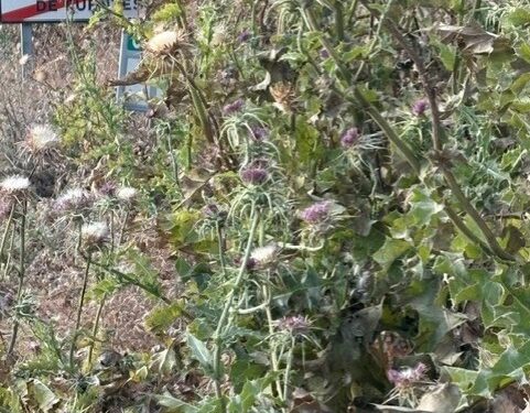 El PP denuncia la “desidia” de Junta y Diputación de Cuenca en la limpieza de las cunetas de la mayoría de las carreteras “son un peligro para circular y potenciales focos de incendios”