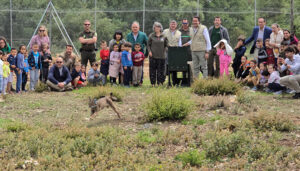 La Junta lleva a cabo la primera translocación entre comunidades autónomas cediendo un ejemplar de lince ibérico a Castilla y León