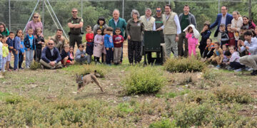La Junta lleva a cabo la primera translocación entre comunidades autónomas cediendo un ejemplar de lince ibérico a Castilla y León