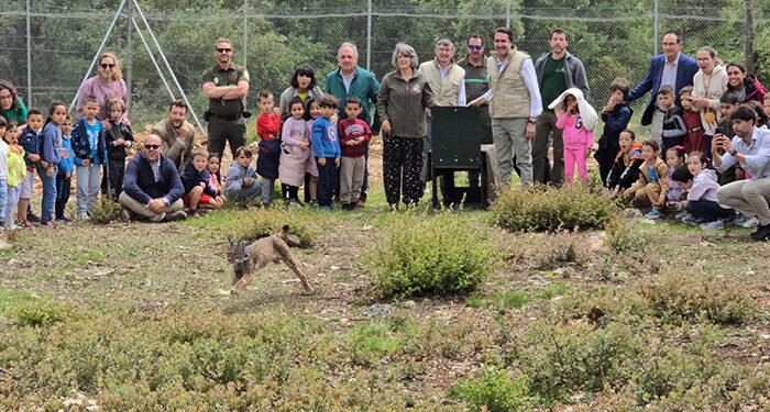 La Junta lleva a cabo la primera translocación entre comunidades autónomas cediendo un ejemplar de lince ibérico a Castilla y León