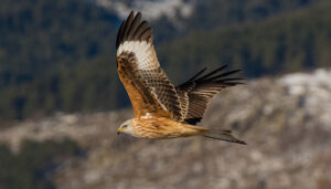 La Sierra Norte alza el vuelo con su nuevo mapa ornitológico