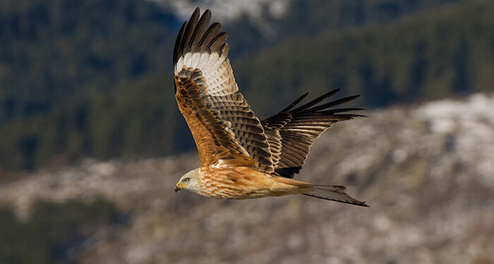 La Sierra Norte alza el vuelo con su nuevo mapa ornitológico