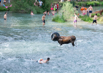 Trillo inaugura el verano con su Feria Chica: Vacas por el Tajo, reguetón y ambiente festivo para todos los públicos