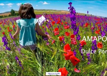 Vídeo. Amapolas, ababoles y la voz de Dulce Pontes