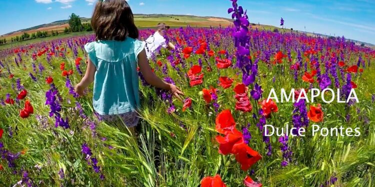 Vídeo. Amapolas, ababoles y la voz de Dulce Pontes