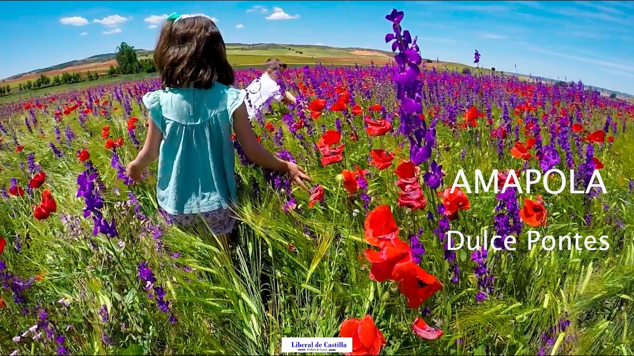 Vídeo. Amapolas, ababoles y la voz de Dulce Pontes Vídeo. Amapolas, ababoles y la voz de Dulce Pontes