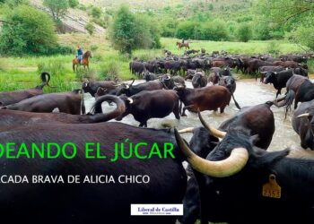 Vídeo. La vacada brava de Alicia Chico vadea el Júcar por Huélamo 4 Vídeo. La vacada brava de Alicia Chico vadea el Júcar por Huélamo