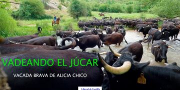 Vídeo. La vacada brava de Alicia Chico vadea el Júcar por Huélamo