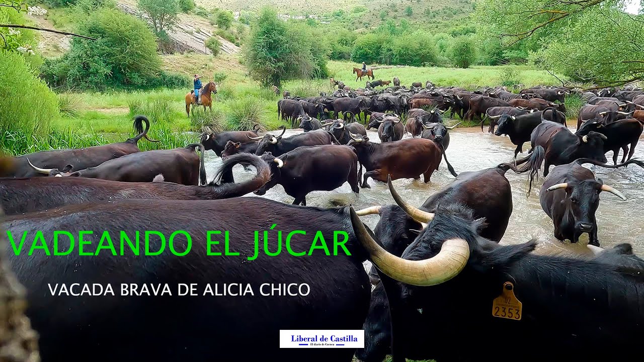 Vídeo. La vacada brava de Alicia Chico vadea el Júcar por Huélamo