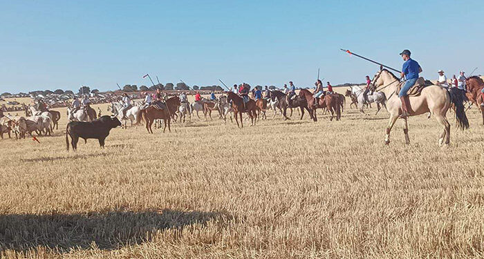 Animado segundo encierro campero en Cabanillas con un toro noble y de gran juego 1 Animado segundo encierro campero en Cabanillas con un toro noble y de gran juego 1