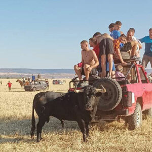 Animado segundo encierro campero en Cabanillas con un toro noble y de gran juego 2 Animado segundo encierro campero en Cabanillas con un toro noble y de gran juego