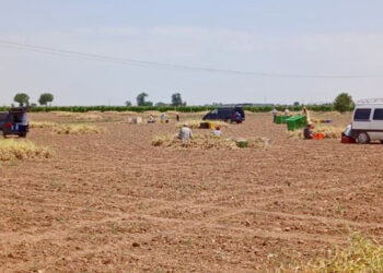 Asaja Cuenca vuelve a denunciar robos de ajos en La Alberca y San Clemente