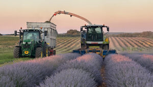 Comienza la cosecha de aromátivas en Guadalajara 2 Comienza la cosecha de aromátivas en Guadalajara