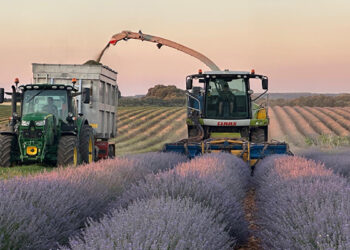 Comienza la cosecha de aromátivas en Guadalajara