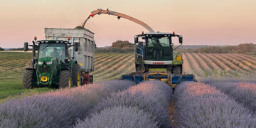 Comienza la cosecha de aromátivas en Guadalajara