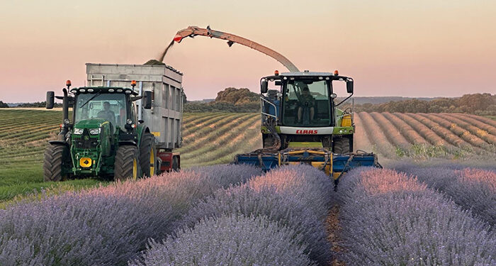 Comienza la cosecha de aromátivas en Guadalajara 1 Comienza la cosecha de aromátivas en Guadalajara