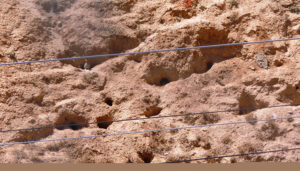 Concentración conjunta de Asaja CLM y UPA Castilla-La Mancha por los daños de conejo de monte 2 Concentración conjunta de Asaja CLM y UPA Castilla-La Mancha por los daños de conejo de monte